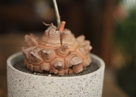 亀甲竜 Dioscorea elephantipes