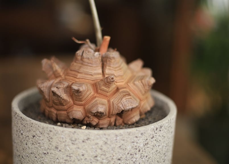 亀甲竜 Dioscorea elephantipes | mana's farm:塊根植物・ア