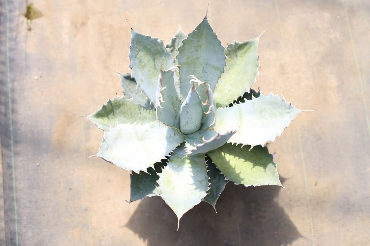 アガベ ホワイトアイス | mana's farm:塊根植物・アガベ・ドライ