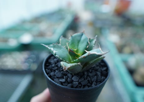 アガベ　チタノタ　FO-76　Agave titanota  FO-76　No.11