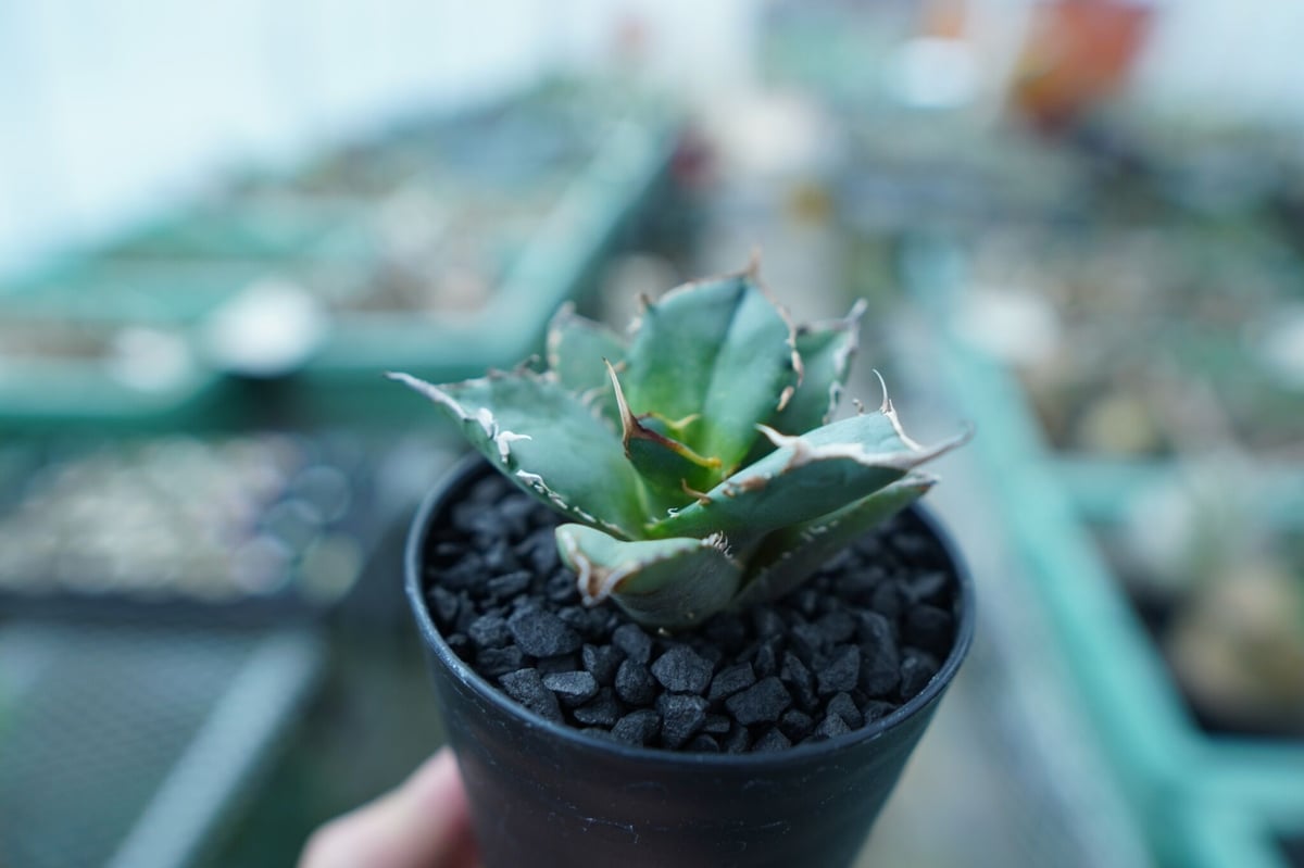 アガベ チタノタ FO-76 Agave titanota FO-76 No.11 | ma