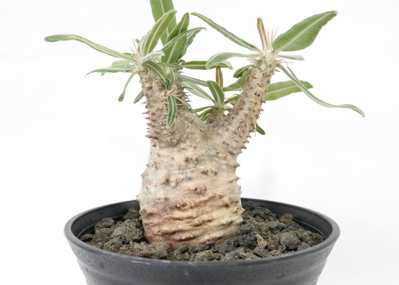 パキポディウム カクチペス | mana's farm:塊根植物・アガベ