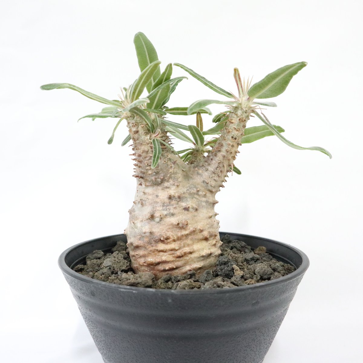 パキポディウム カクチペス鉢込◾️ボタナイズSHO-DO 塊根植物 パキポディウム カクチペス鉢込◾️ボタナイズSHO-DO 塊根植物