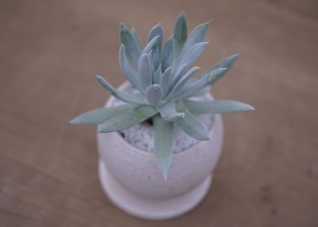 ダドレア　クサンチ　Dudleya  xantii