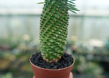 ユーフォルビア　ソテツキリン "パイナップルコーン"　Euphorbia sotetsukirin  No.10