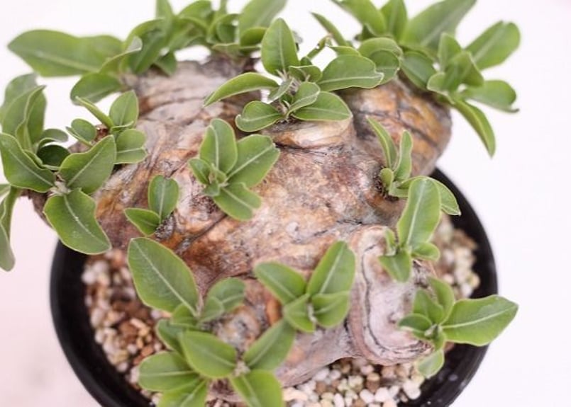 Pachypodium brevicaule パキポディウム ブレビカウレ 恵比寿