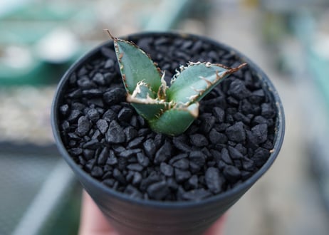 アガベ　チタノタ　FO-76　Agave titanota  FO-76　No.5