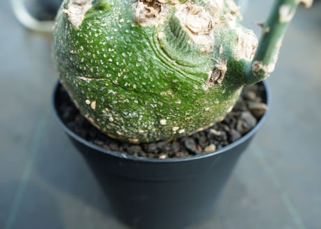 アデニア　グロボーサ　Adenia globosa