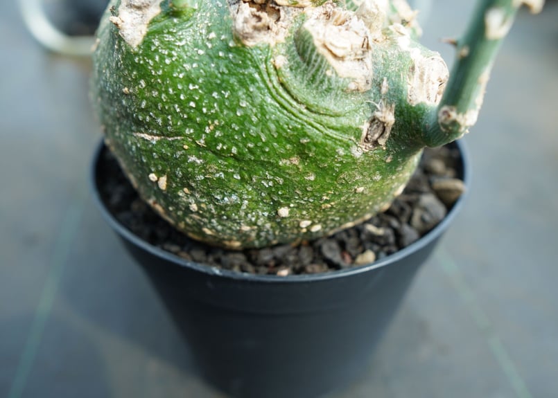アデニア グロボーサ Adenia globosa | mana's green:塊根植物 アデニア グロボーサ Adenia globosa | mana's green:塊根植物