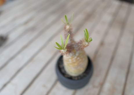 パキポディウム　グラキリス　 Pachypodium Gracilius