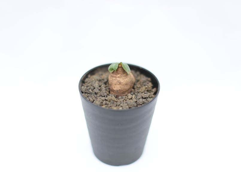 ユーフォルビア エクロニー 発根済 ユーフォルビア・エクロニー（Euphorbia ecklonii）の紹介 | ゆるぷ 塊根植物・コーデックス