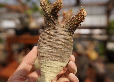 パキポディウム　グラキリス　Pachypodium gracilius　抜き苗　№36