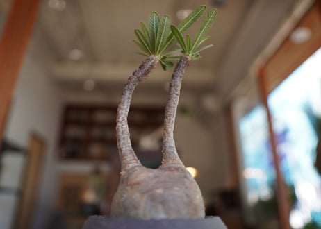 パキポディウム　グラキリス　 Pachypodium Gracilius