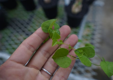 亀甲竜　Dioscorea elephantipes No.1