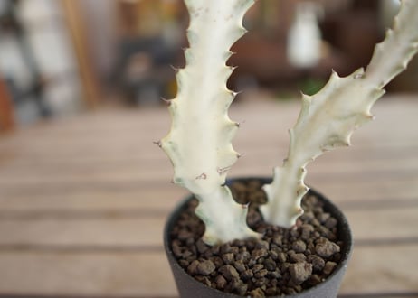 ユーフォルビア ホワイトゴースト Euphorbia lactea White Ghost