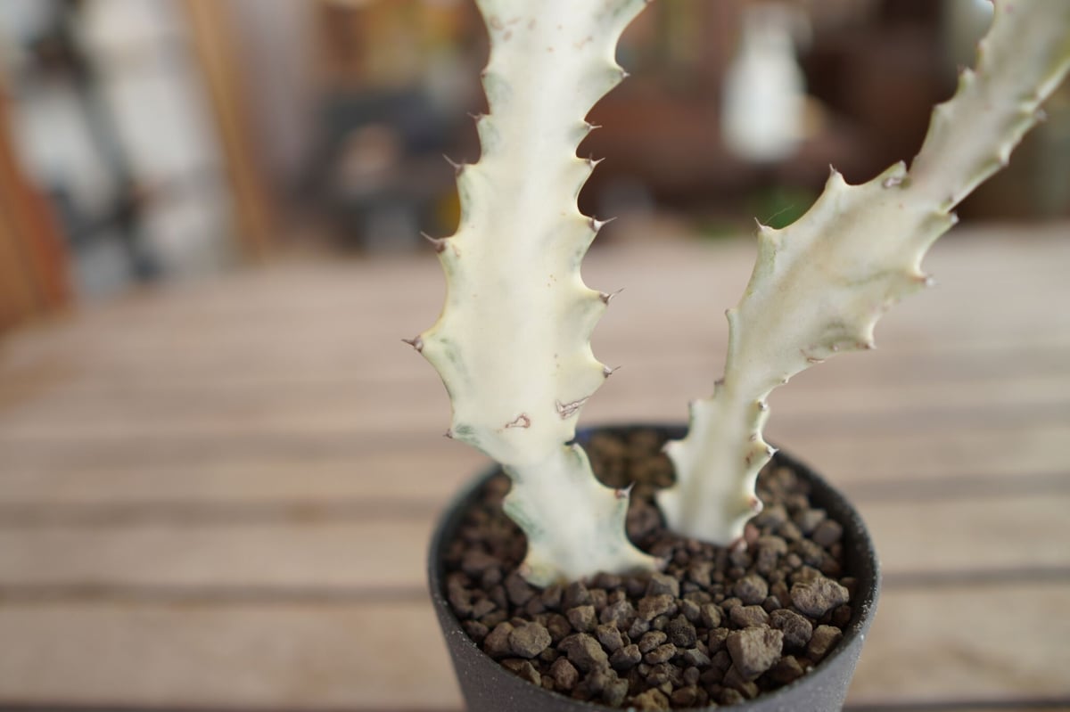 ユーフォルビア ホワイトゴースト Euphorbia lactea White Ghost |