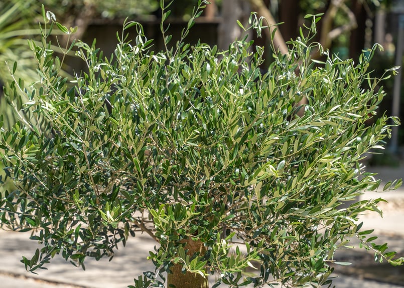 国産オリーブ ネバディロブランコ No.15 売約済 | mana's farm:塊根