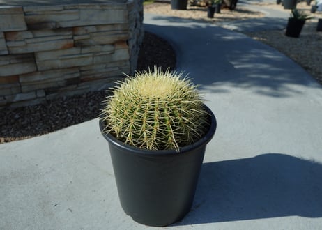 金鯱　Echinocactus grusonii No.1