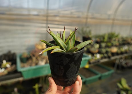 アガベ　リトルシャーク　Agave Little Shark