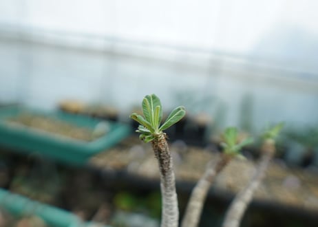 パキポディウム　グラキリス　 Pachypodium Gracilius  No.3