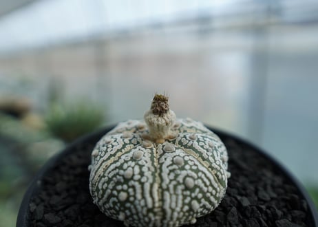 アストロフィツム　スーパー兜　Astrophytum asterias 'Superkabuto' No.3