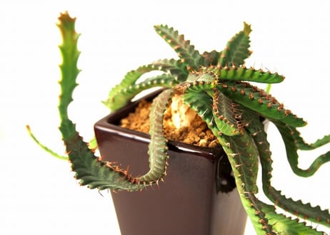 ユーフォルビア ステラータ 飛竜  Euphorbia stellata13  発根済み