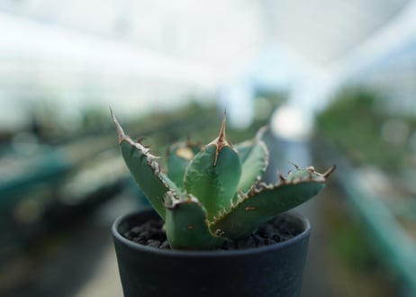 アガベ　チタノタ　FO-76　agave titanota FO-76
