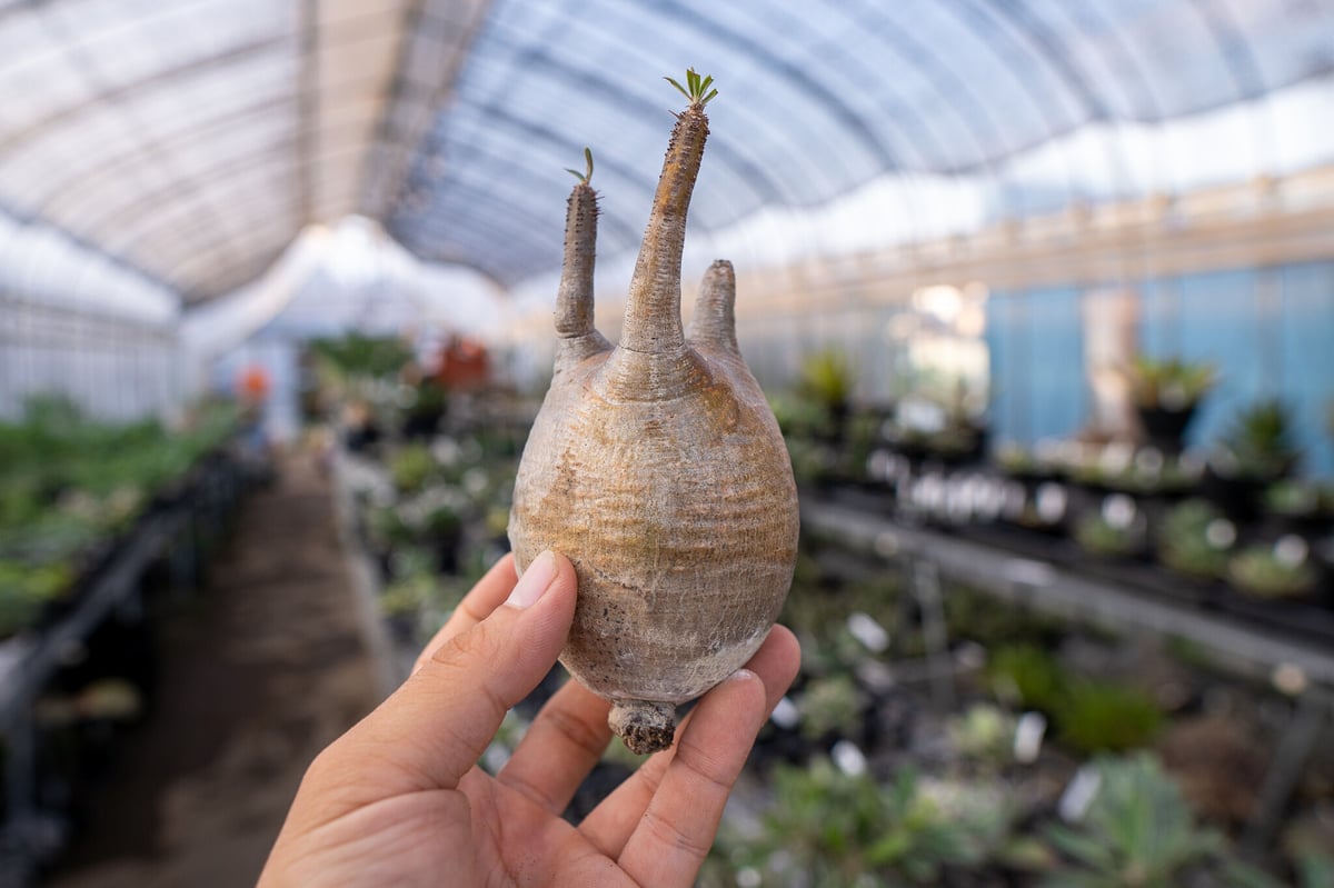 パキポディウム グラキリス 抜き苗 9/30まで限定！ | mana's farm:塊根