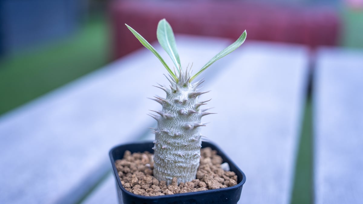 パキポディウム ホロンベンセ | mana's farm:塊根植物・アガベ・ドライ