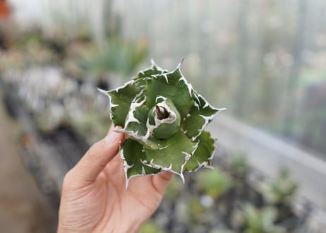 Agave titanota  Crab 螃蟹  NO.4
