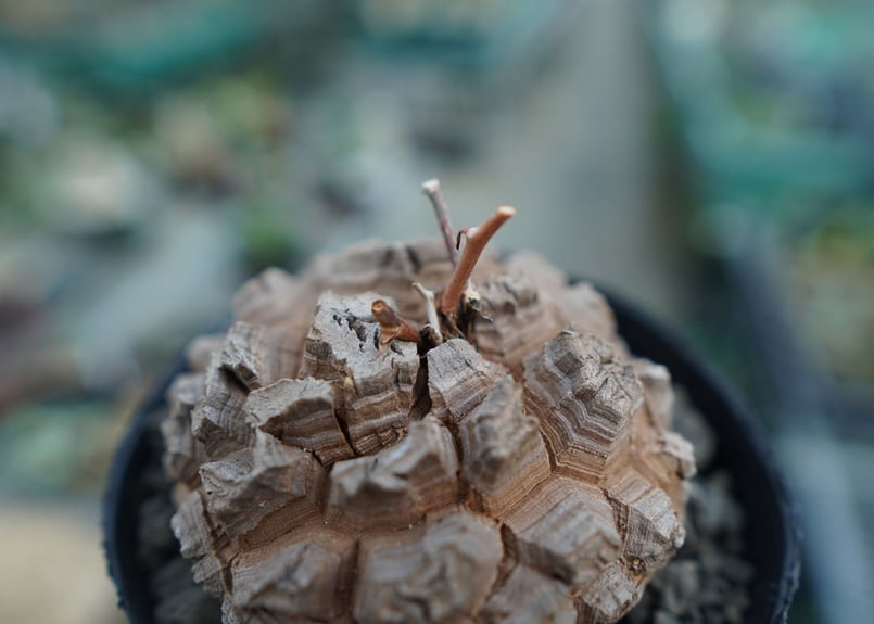 長谷川園芸産】亀甲竜 Dioscorea elephantipes No.5 | mana' 長谷川園芸産】亀甲竜 Dioscorea elephantipes No.5 | mana'