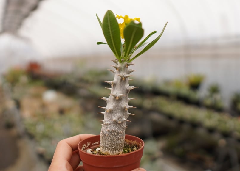 パキポディウム デンシフローラム 小 A NO.7 | mana's farm:塊根植物