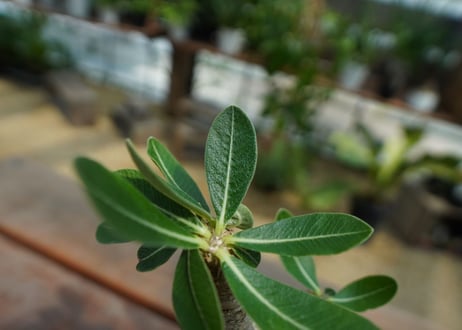 パキポディウム　エブレネウム　Pachypodium eburneum  No.2