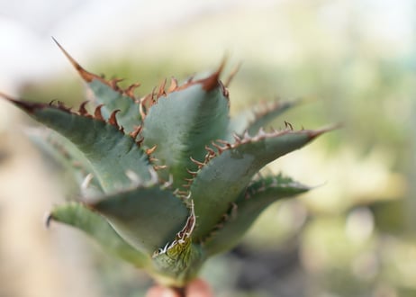 agave　oteroi　oaxaca　NO.10