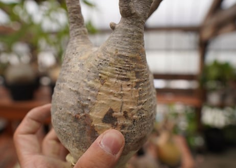 パキポディウム　グラキリス　Pachypodium gracilius　抜き苗　№108