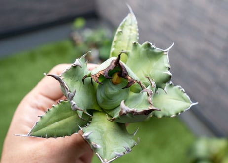 Agave titanota dwarf 姫厳龍NO.10