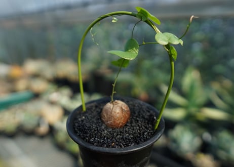 亀甲竜　Dioscorea elephantipes No.6