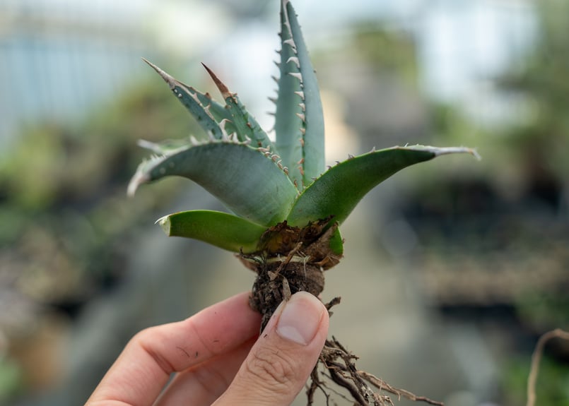 アガベ 帝釈天 カキコ株 | mana's farm:塊根植物・アガベ・ドライ