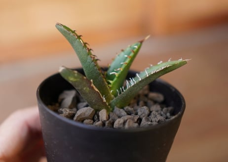 Agave titanota filigree　子株