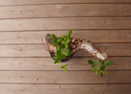 コミフォラ オルビクラリス　commiphora orbicularis