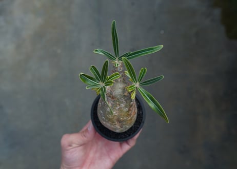 パキポディウム　グラキリス　 Pachypodium Gracilius  No.2