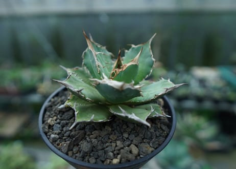 アガベ　チタノタ　FO-76　agave titanota  FO-76　No.3