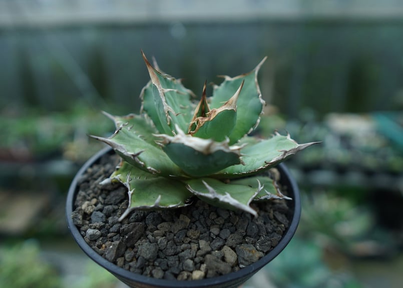 アガベ チタノタ FO-76 agave titanota FO-76 No.3 | man