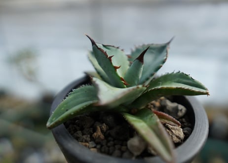 アガベ　チタノタ　ブルー　Agave Titanota Blue　No.1