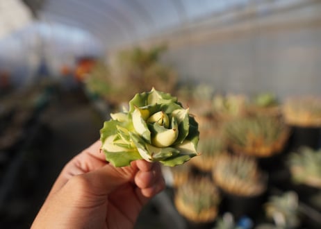 agave 王妃雷神黄中斑 NO.5