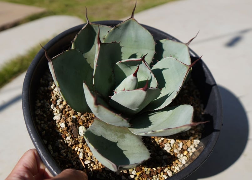アガベ　パリー・トランカータ1株③＋おまけ no.3 アガベ パリー トランカータ agave parryi truncata 子株