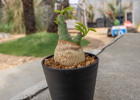 アデニア グラウカ