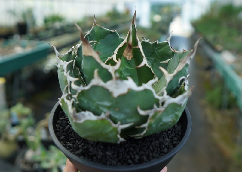 アガベ チタノタ 白鯨 Agave titanota White whale | mana's アガベ チタノタ 白鯨 Agave titanota White whale | mana's