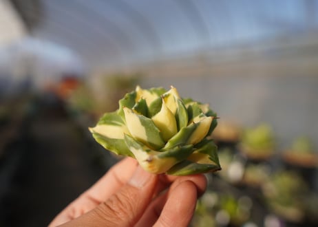 agave 王妃雷神黄中斑 NO.4