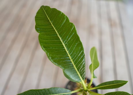 パキポディウム バロニー 実生　Pachypodium baronii